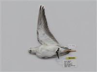 藏品(三趾濱鷸)的圖片